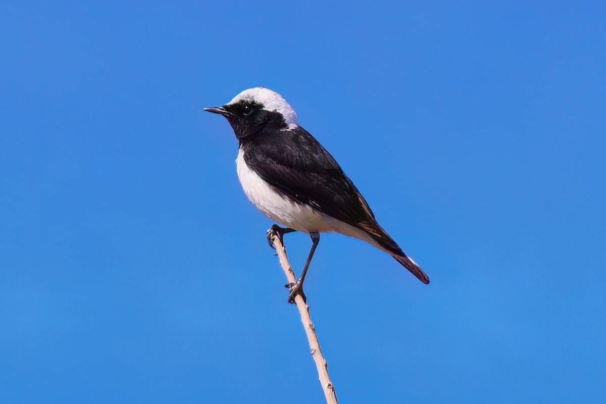 Cyprus Wheatear - ML637539223