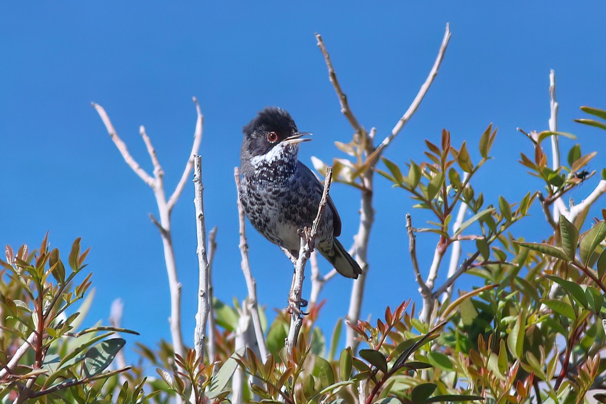 Cyprus Warbler - ML637539231