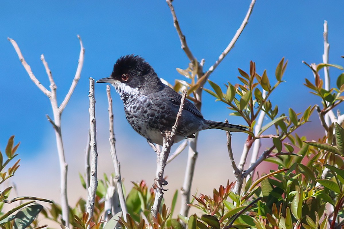 Cyprus Warbler - ML637539232