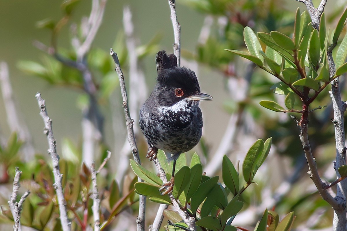 Cyprus Warbler - ML637539233