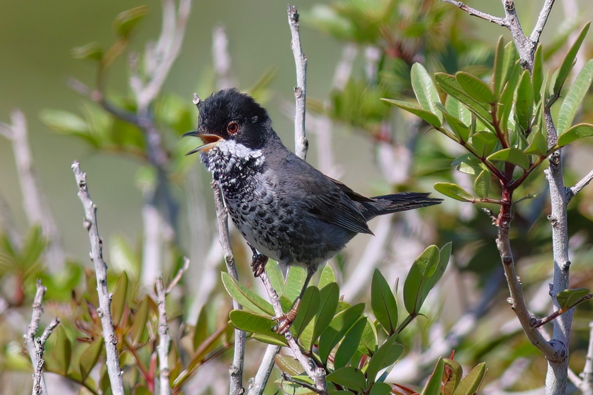 Cyprus Warbler - ML637539234
