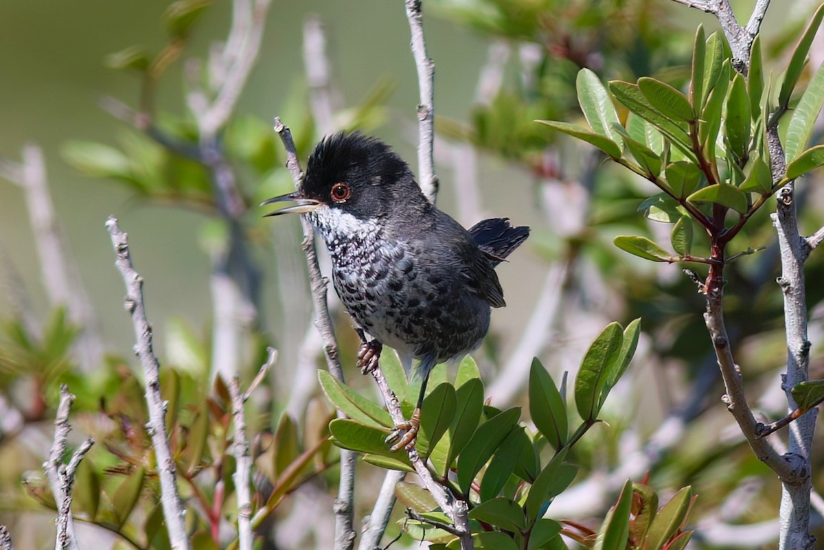 Cyprus Warbler - ML637539235