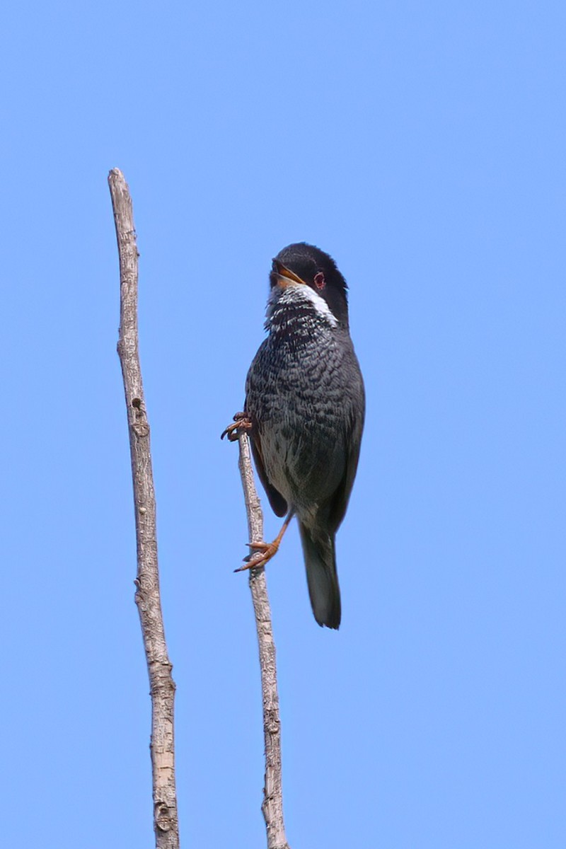 Cyprus Warbler - ML637539236