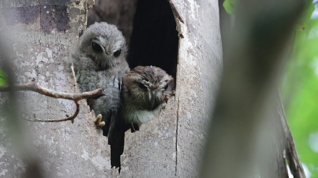 Bare-legged Owl - ML637539240