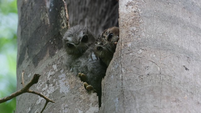 Bare-legged Owl - ML637539241