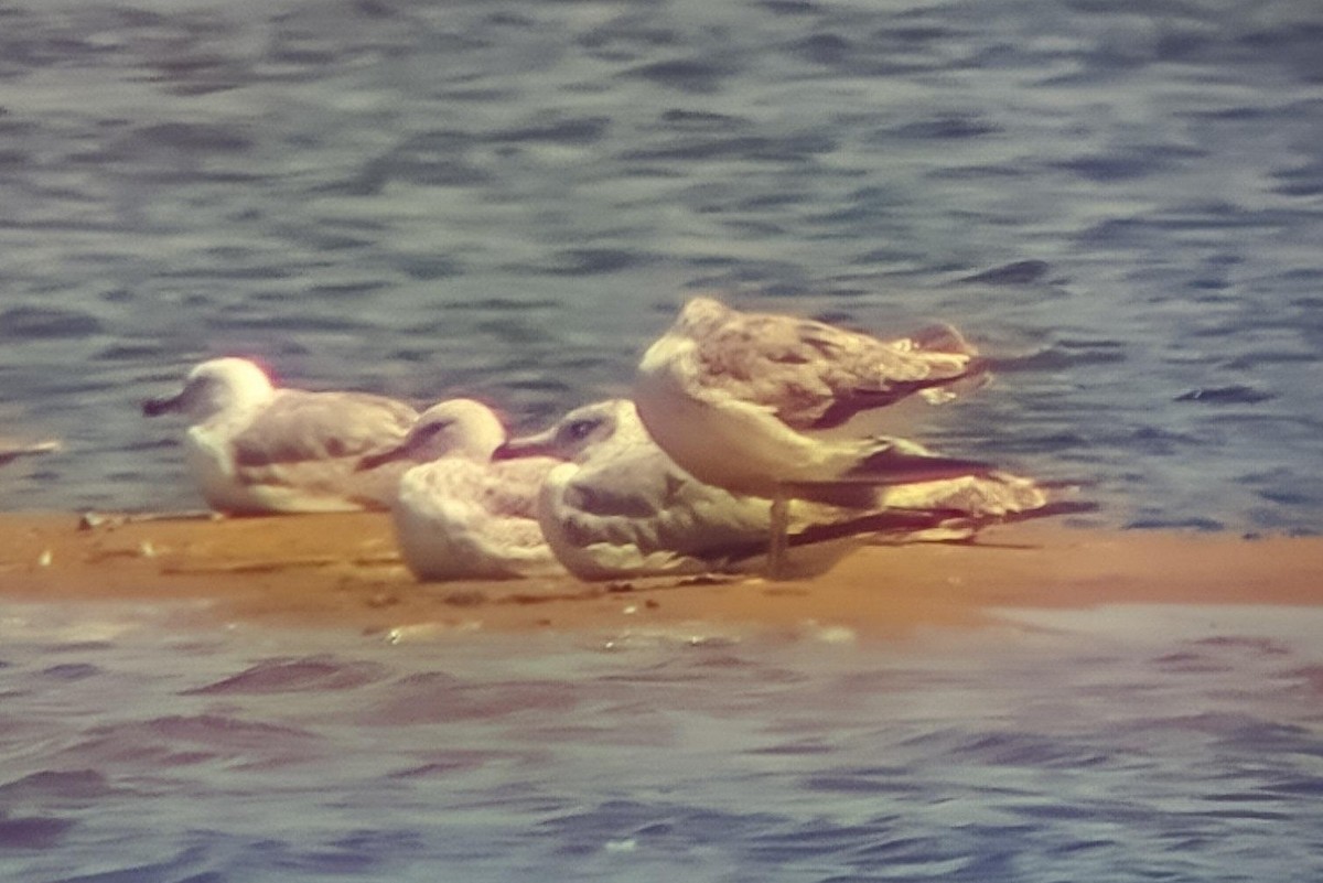 Pallas's Gull - ML637539245