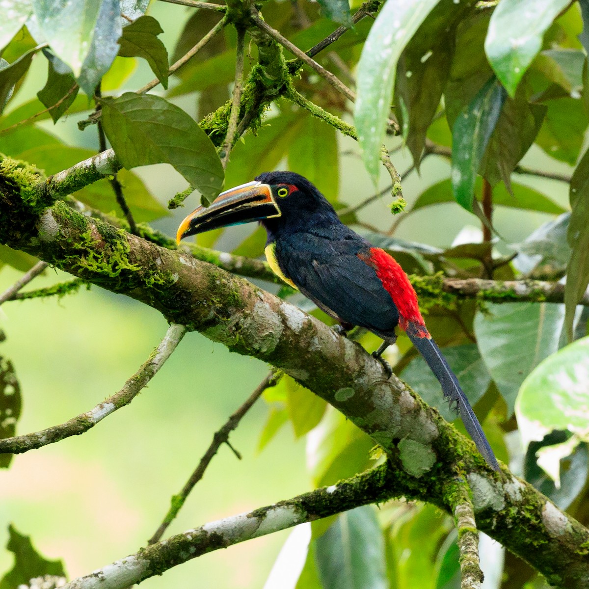 Collared Aracari - ML637539251