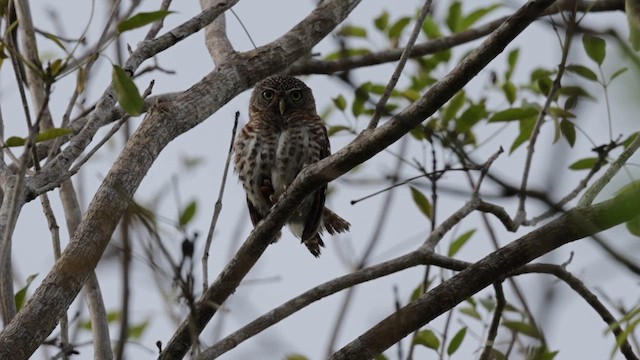 Cuban Pygmy-Owl - ML637539271