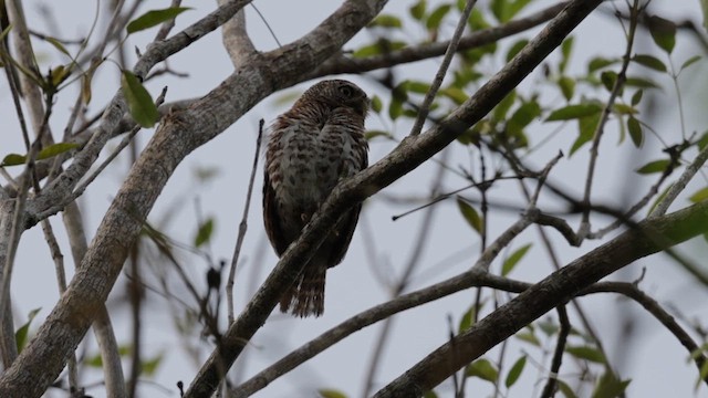 Cuban Pygmy-Owl - ML637539272