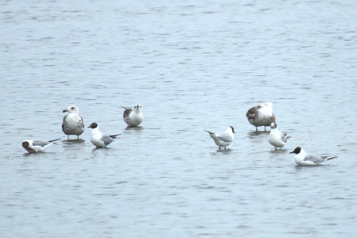 Black-headed Gull - ML637539284