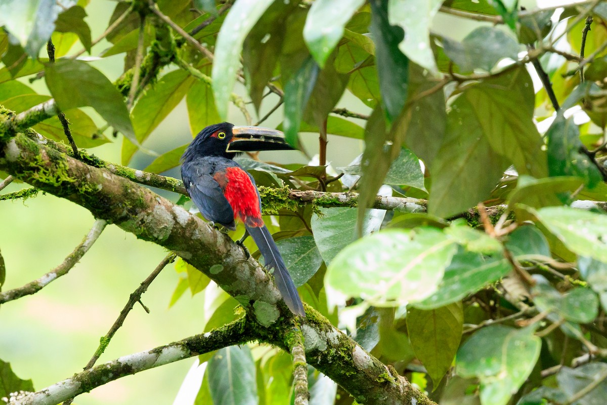 Collared Aracari - ML637539300