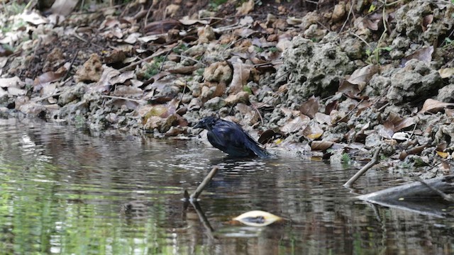 Cuban Blackbird - ML637539302