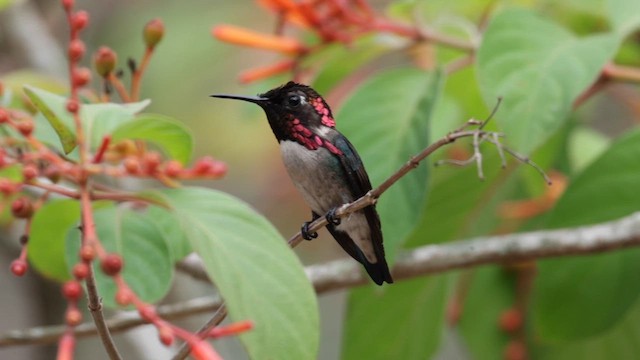 Bee Hummingbird - ML637539321