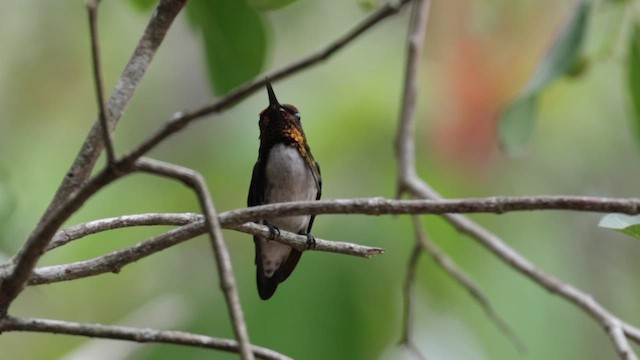Bee Hummingbird - ML637539322