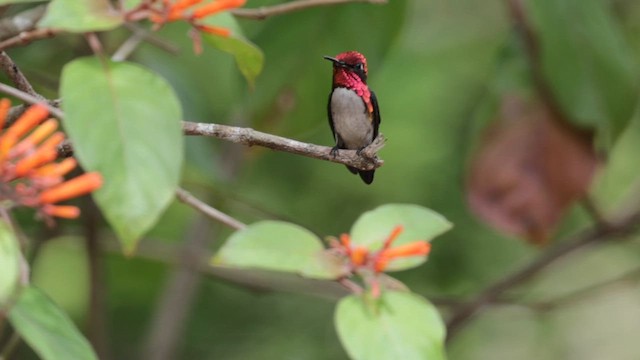 Bee Hummingbird - ML637539323