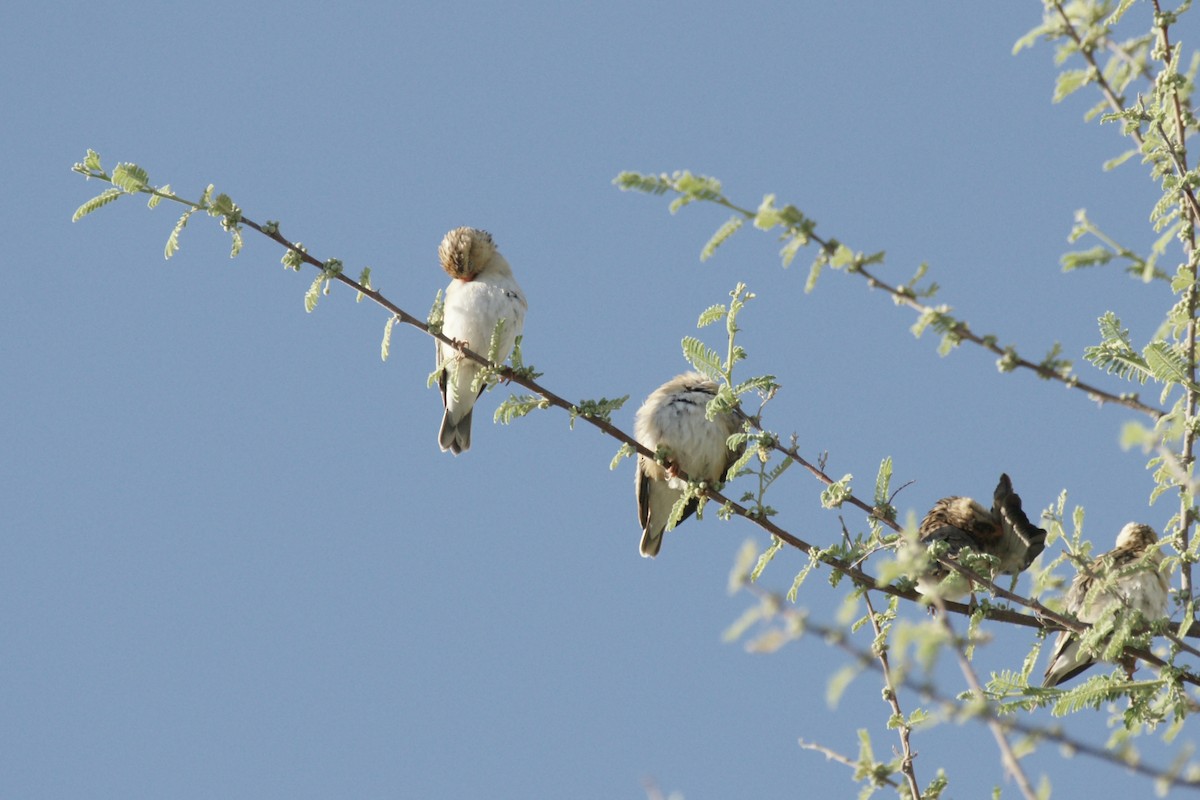 Shaft-tailed Whydah - ML637539337