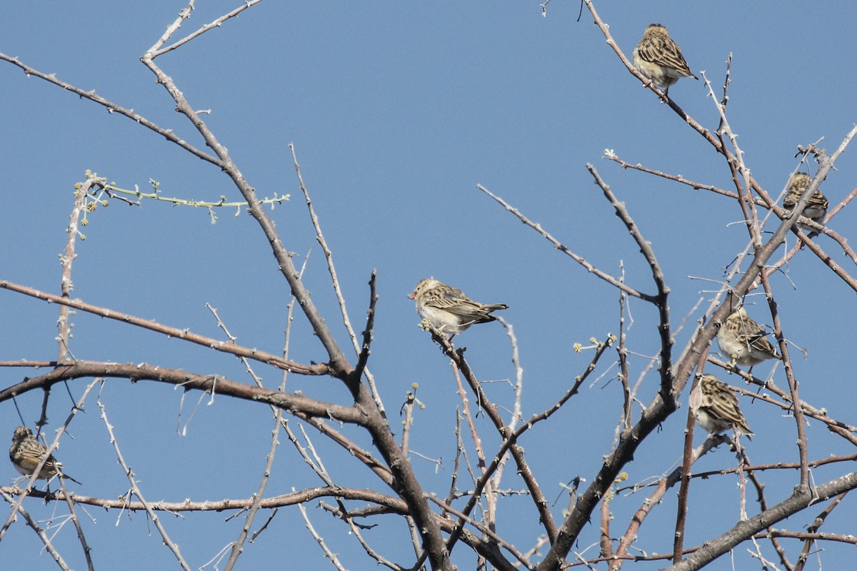 Lark-like Bunting - ML637539344