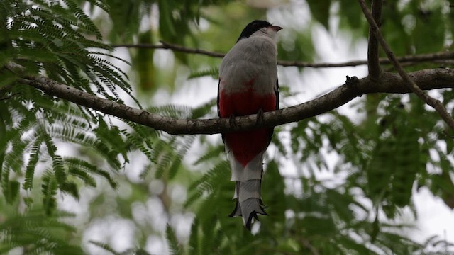 Cuban Trogon - ML637539357