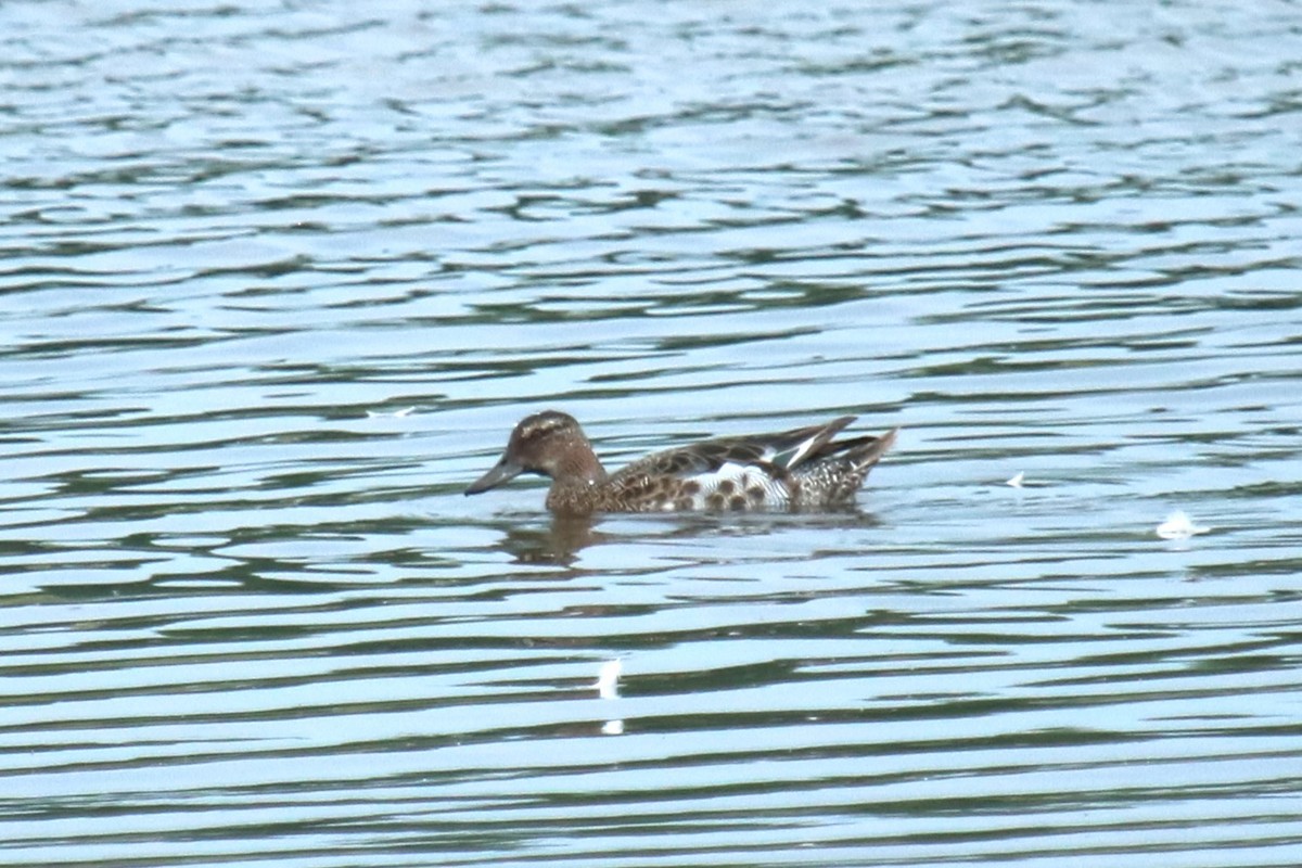 Garganey - ML637539387