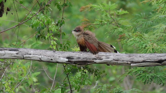 Great Lizard-Cuckoo - ML637539396