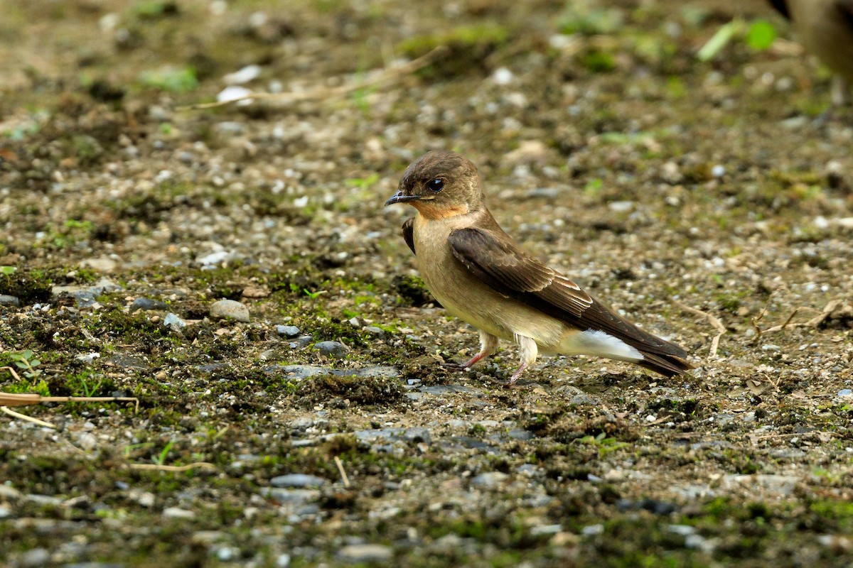 Southern Rough-winged Swallow - ML637539416