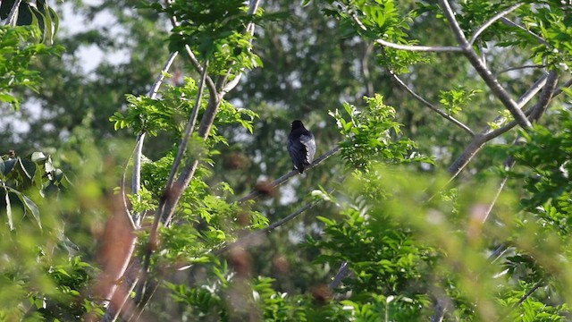 Cuban Palm-Crow - ML637539424