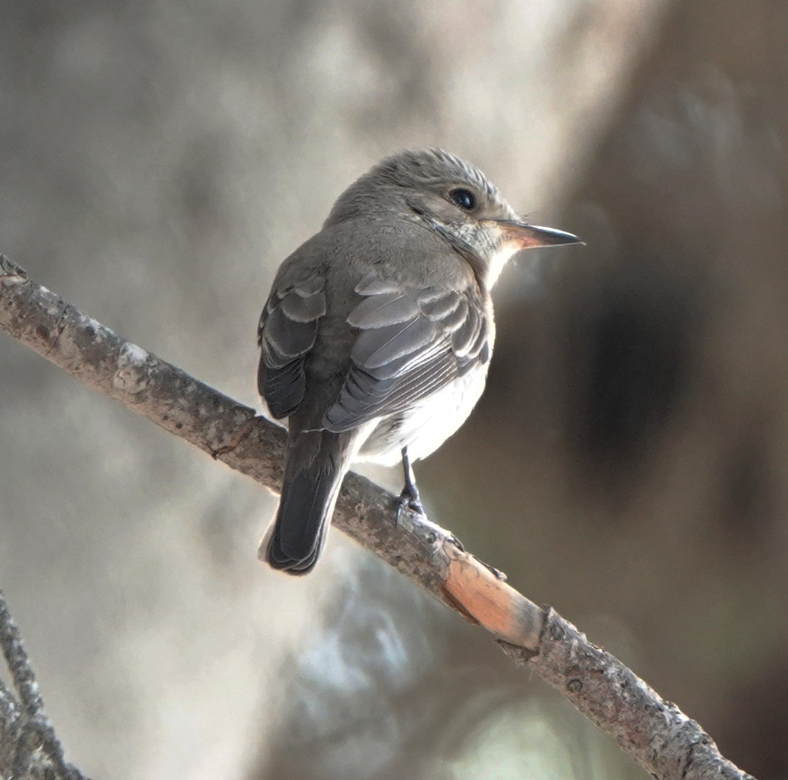 Spotted Flycatcher (Mediterranean) - ML637539443
