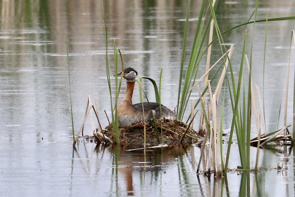 Red-necked Grebe - ML637539489