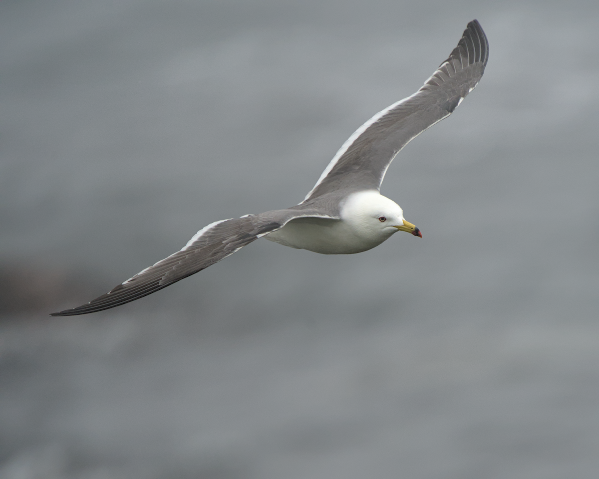 Black-tailed Gull - ML637539515