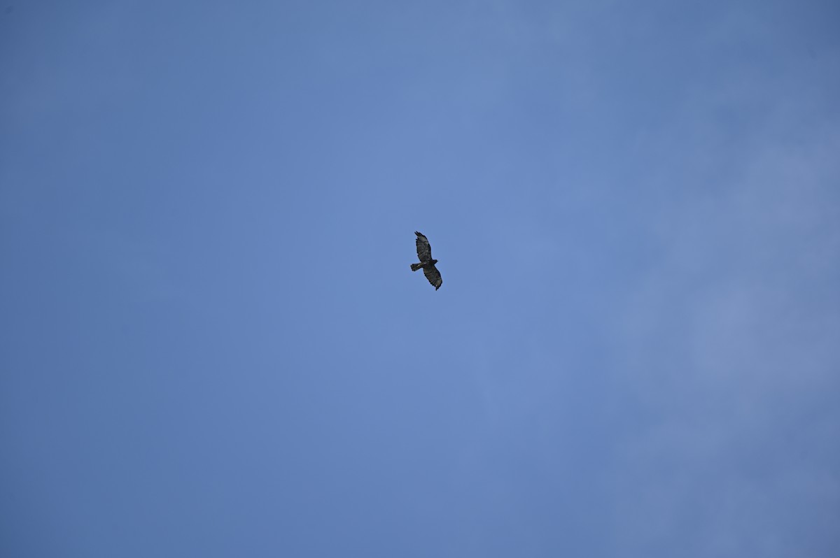 Short-tailed Hawk - ML637539540