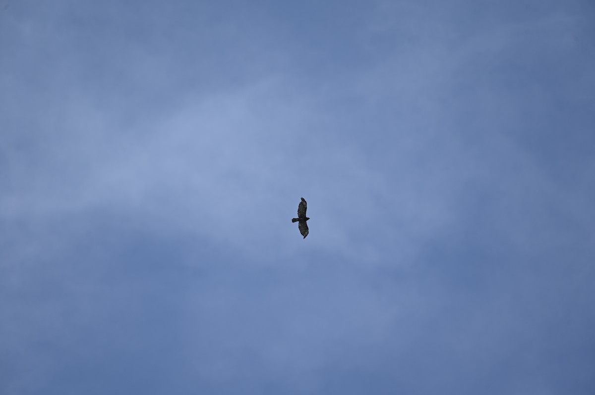 Short-tailed Hawk - ML637539541