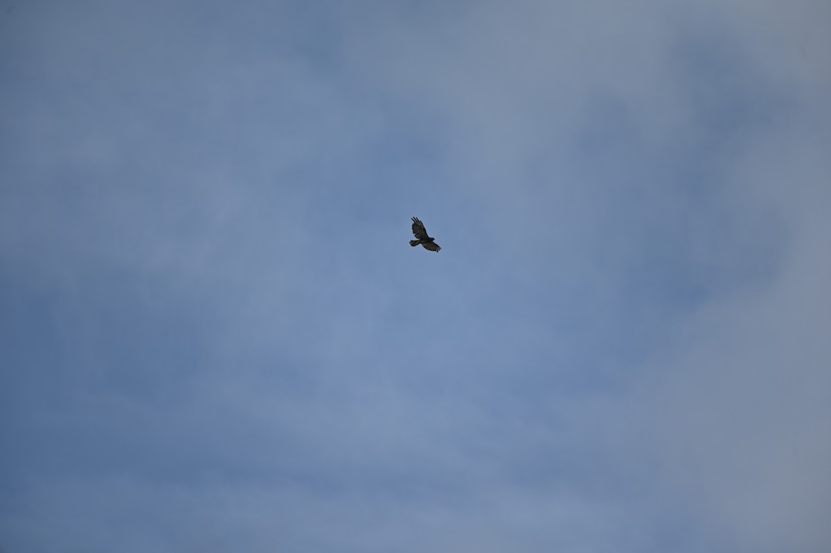 Short-tailed Hawk - ML637539542