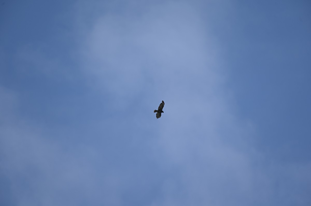 Short-tailed Hawk - ML637539544
