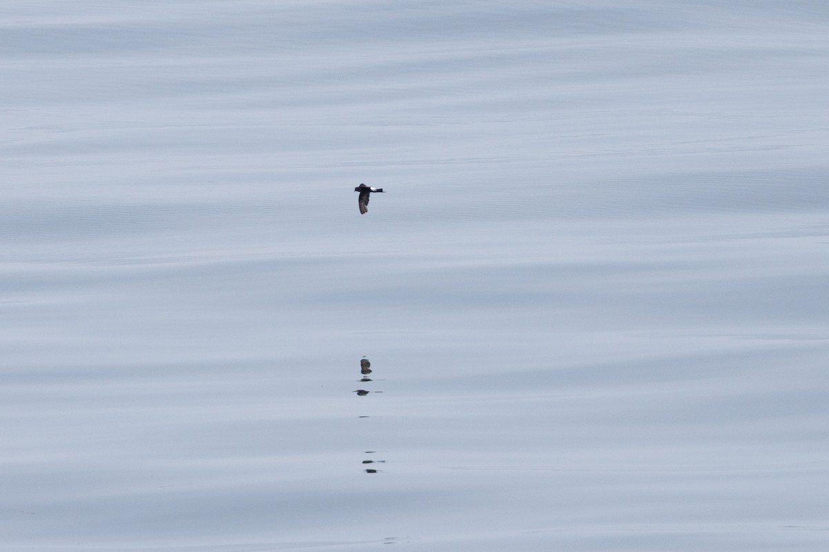 Wilson's Storm-Petrel - ML637539556