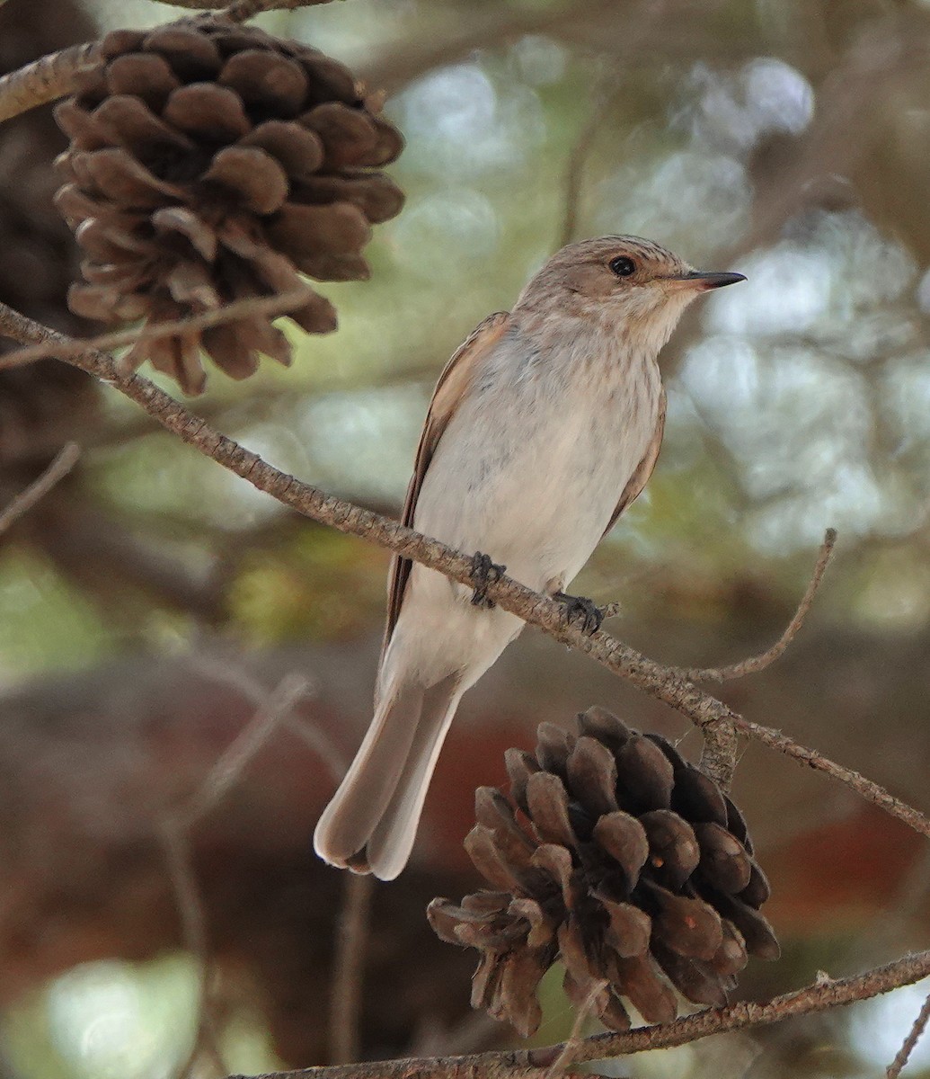 Spotted Flycatcher (Mediterranean) - ML637539567