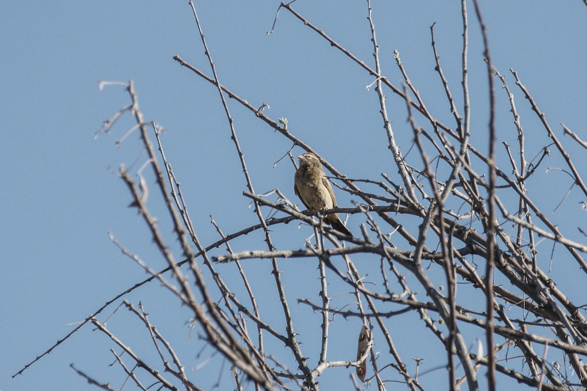 Lark-like Bunting - ML637539620