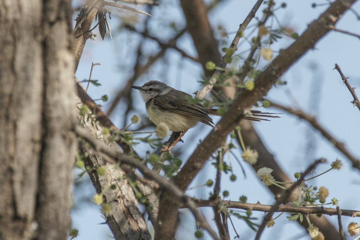 Black-chested Prinia - ML637539621