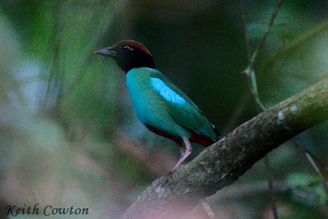 Western Hooded Pitta - ML637539623