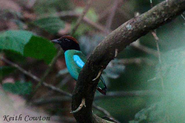Western Hooded Pitta - ML637539628
