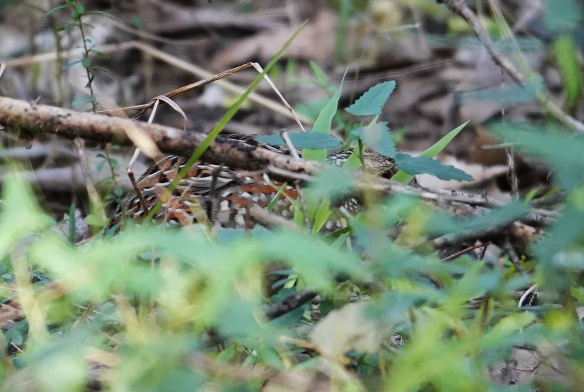 Painted Buttonquail - ML637539629
