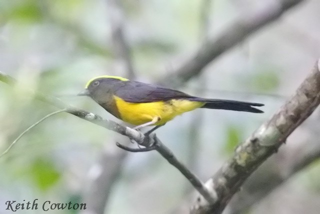 Sultan Tit - ML637539644