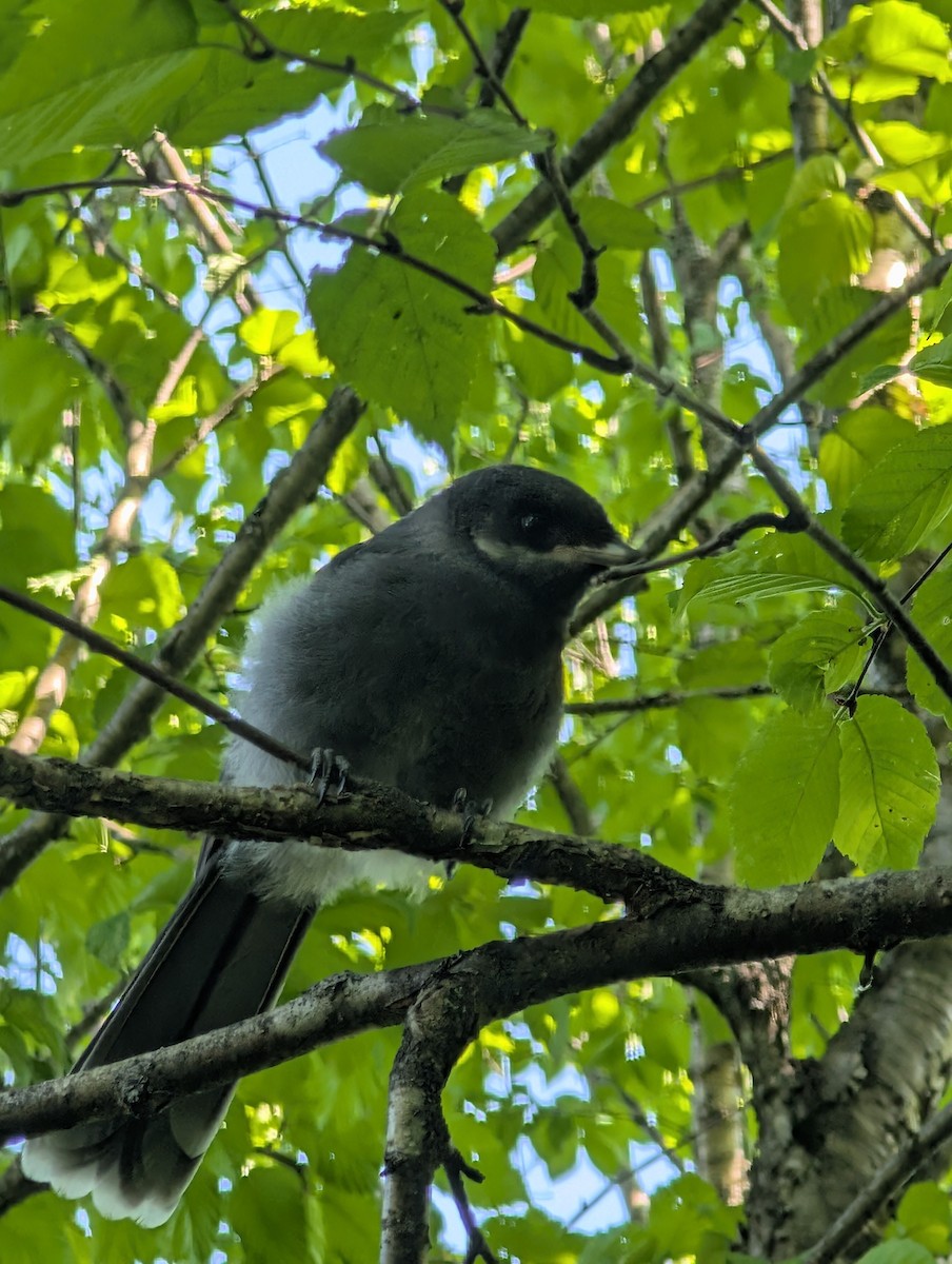 Canada Jay - ML637539651