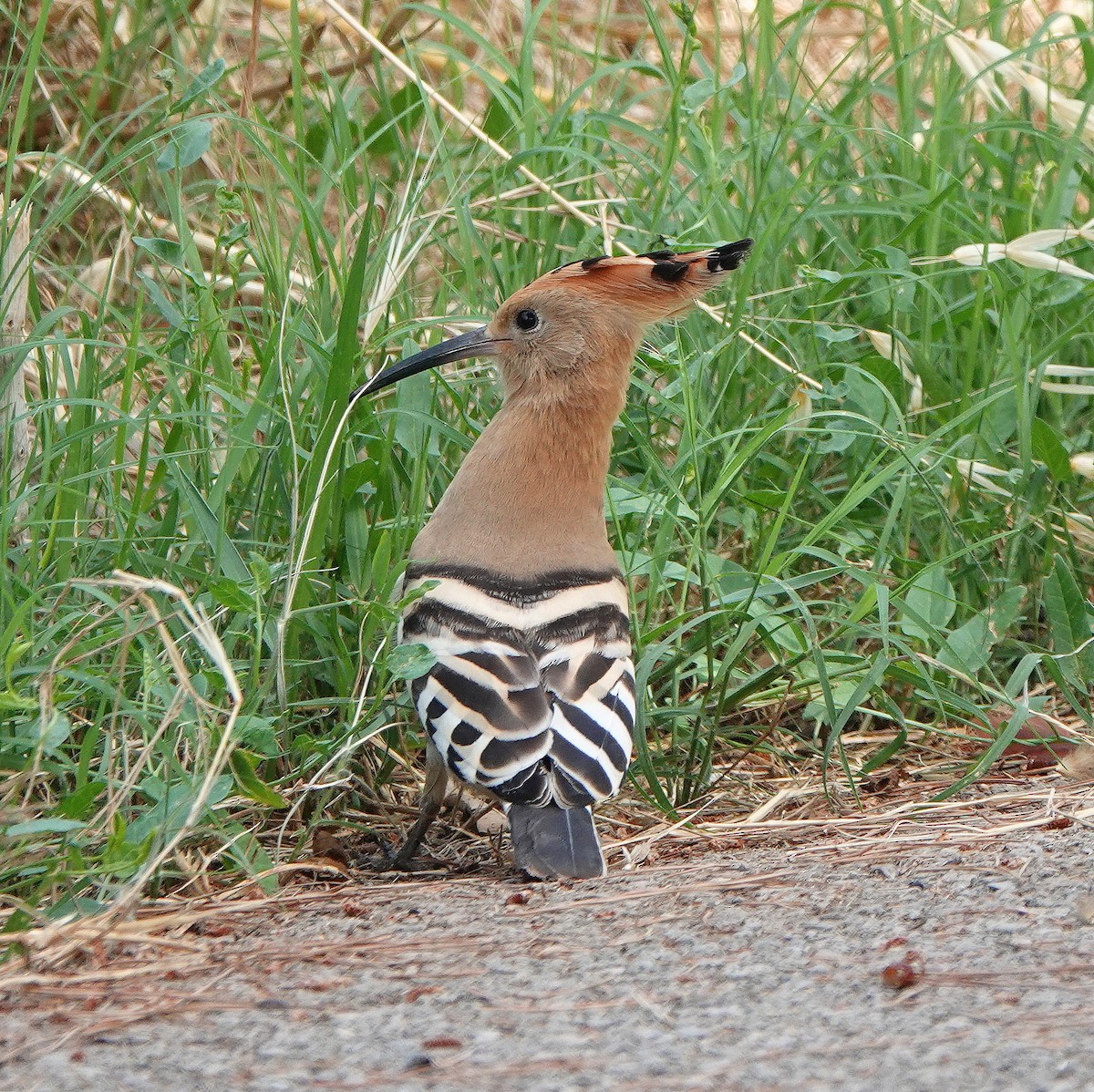 Eurasian Hoopoe - ML637539661