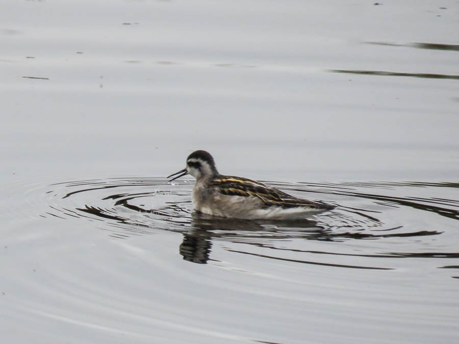 Red-necked Phalarope - ML637539683
