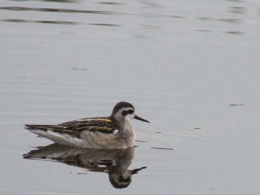 Red-necked Phalarope - ML637539684