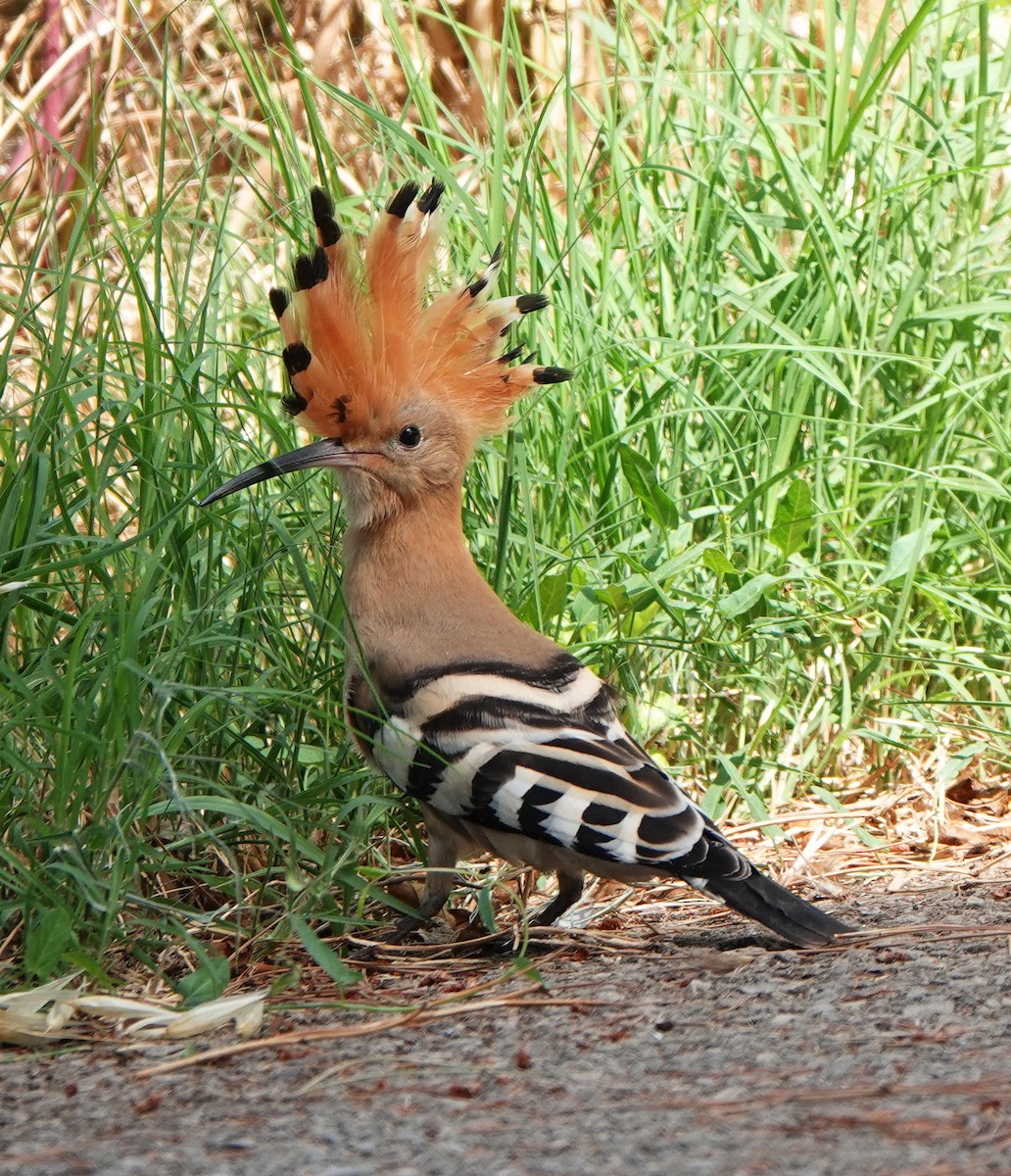 Eurasian Hoopoe - ML637539694