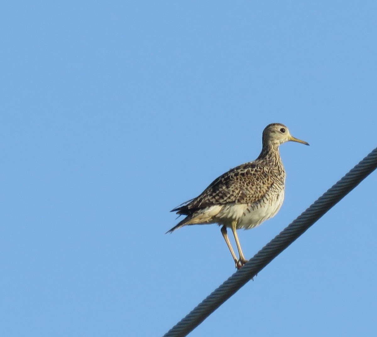 Upland Sandpiper - ML637539696