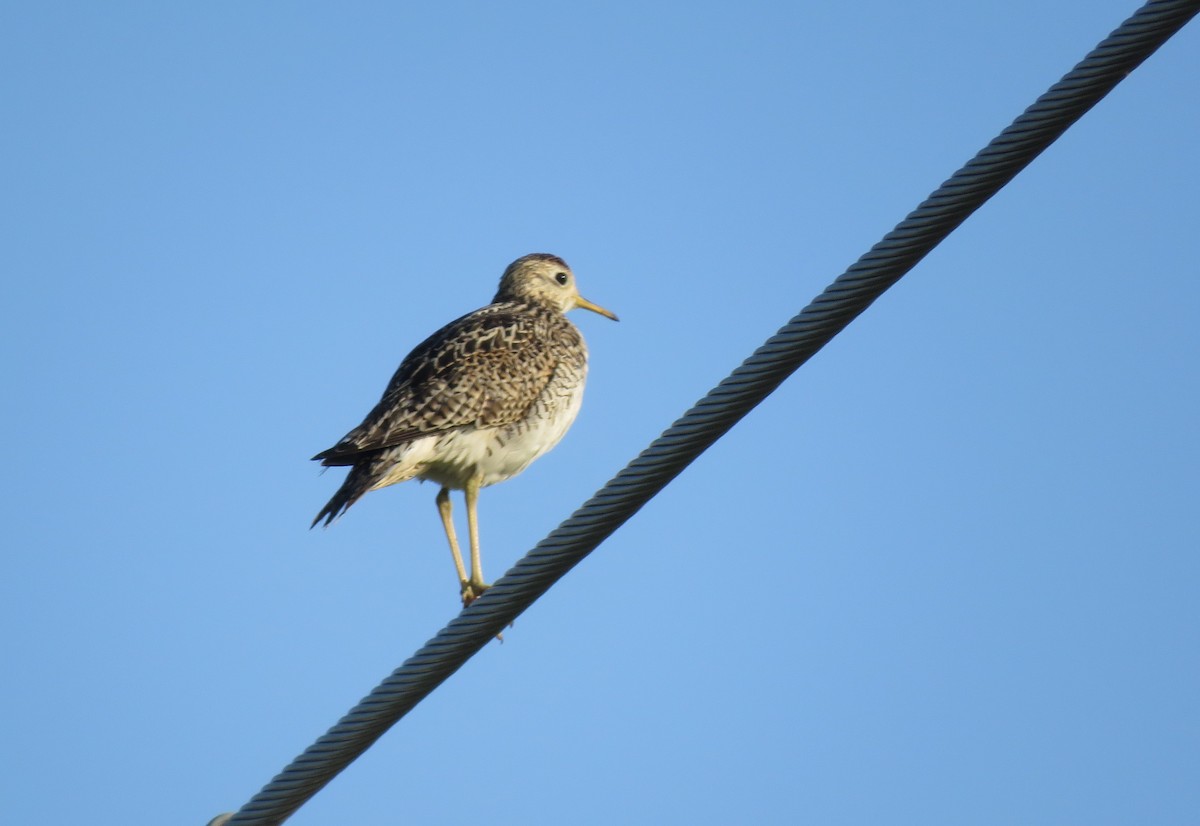 Upland Sandpiper - ML637539700
