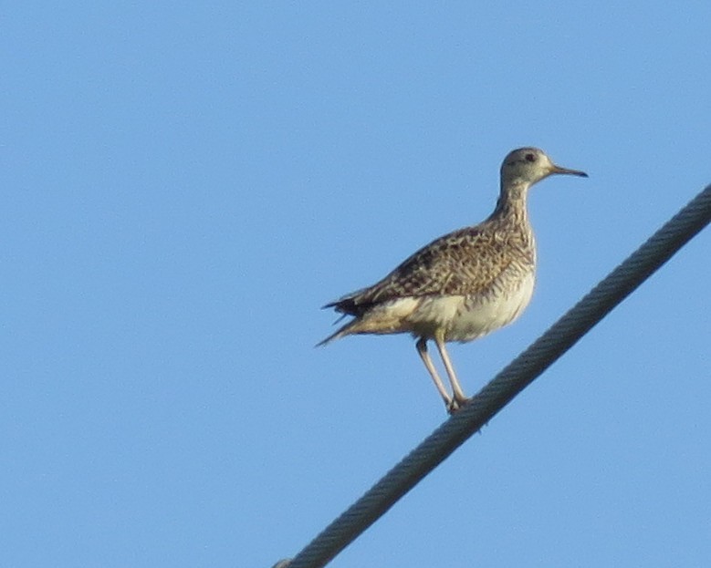Upland Sandpiper - ML637539703