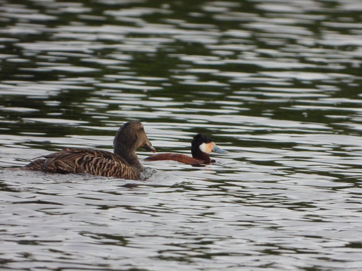 Ruddy Duck - ML637539706